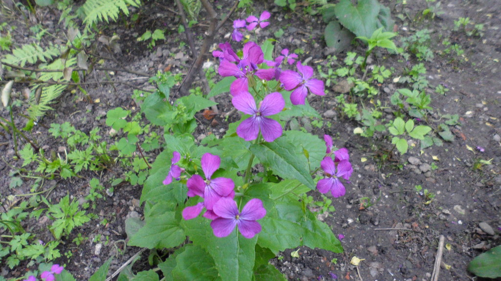 자주고름 이미지