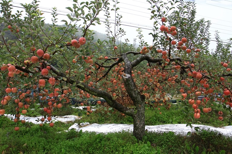 과수원 이미지