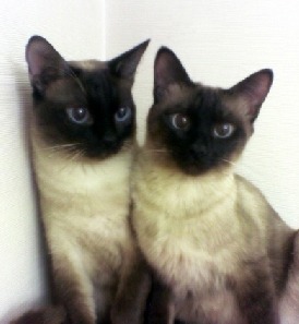 한국에서 인기가 많은 고양이들 | 인스티즈