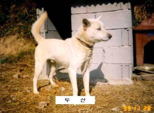 백구 이미지