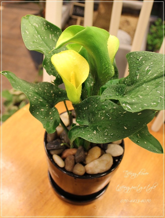 카라flower 이미지