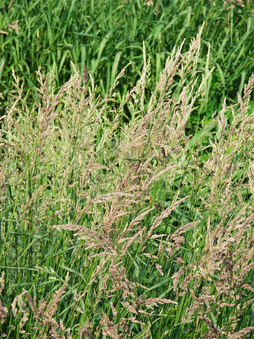 어린왕자의들꽃사랑마을