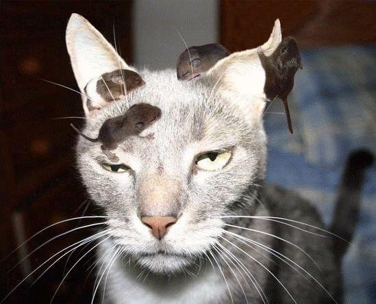 이** 이미지