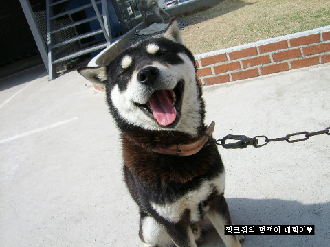 대박이집 이미지