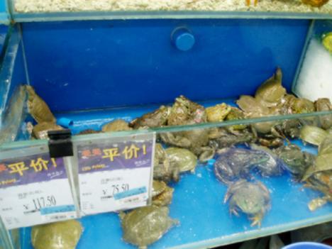 대륙마켓 이미지
