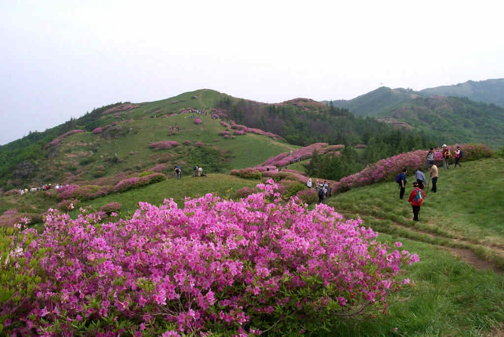 산철죽 군락지 이미지