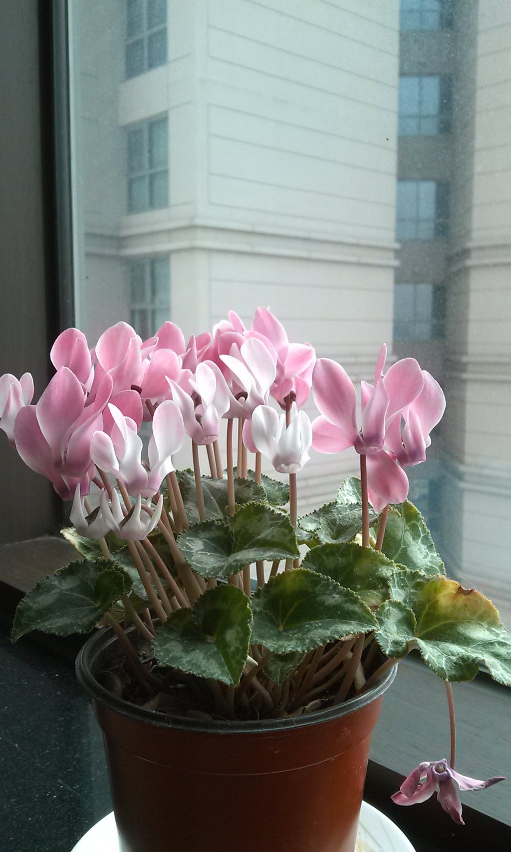 꽃잎하나 이미지