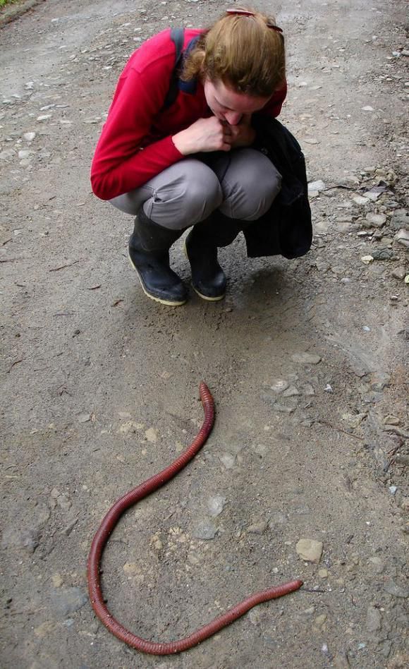 억수로 이미지