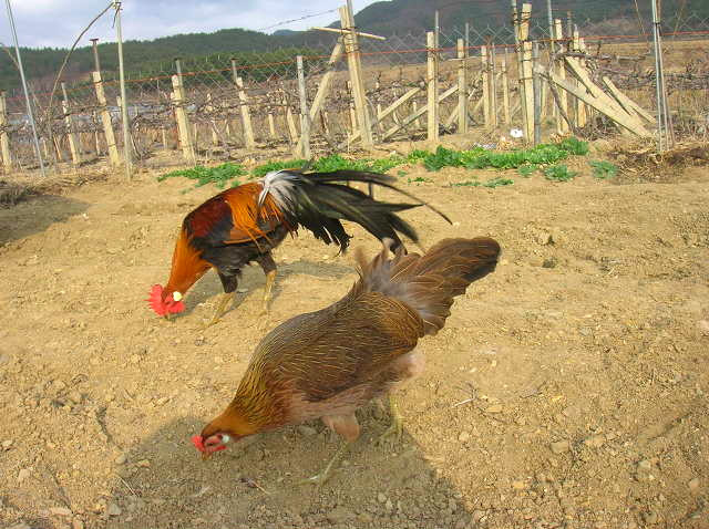 동천홍 이미지