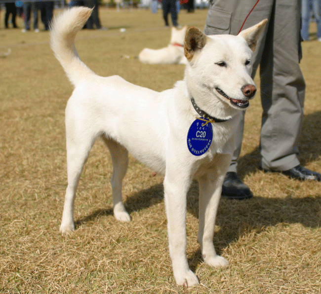 바우 이미지