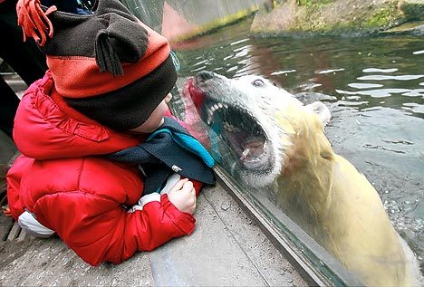 자살한 곰 .jpg | 인스티즈