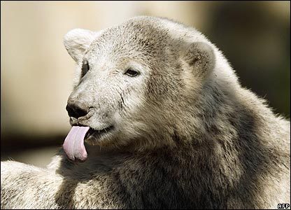자살한 곰 .jpg | 인스티즈