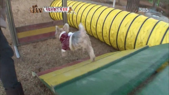 [동물농장] 지팡이 짚고 걷는 심봉사 개 또또라오 | 인스티즈