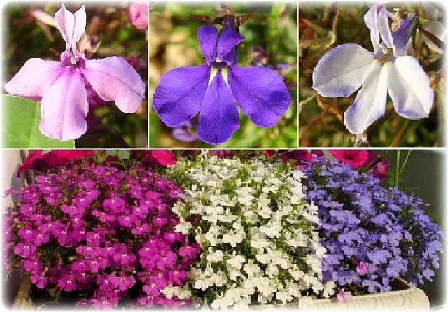로벨리아(lobelia) 이미지