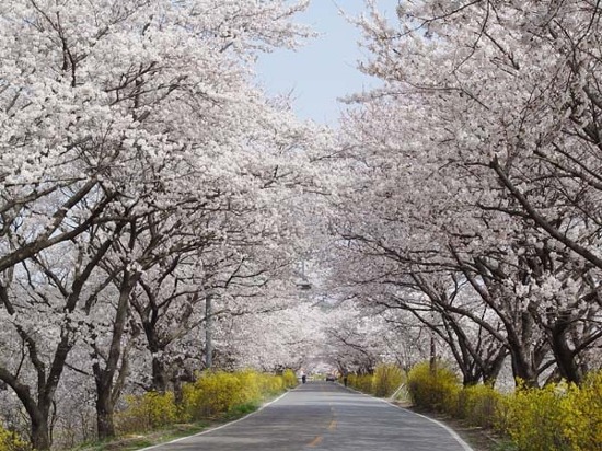체리트리(CHERRY TREE) 이미지