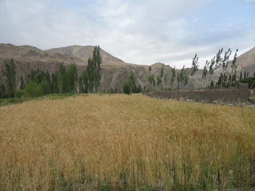 Tibet7 이미지