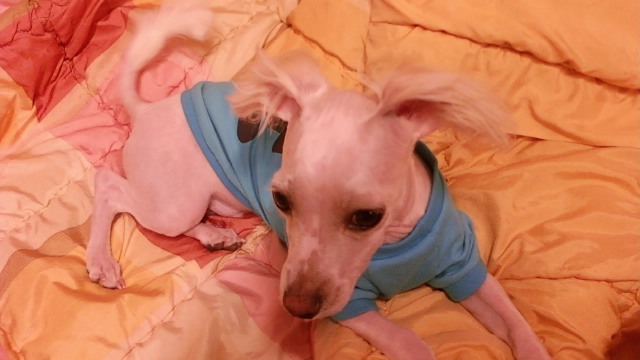 마르티스 이미지