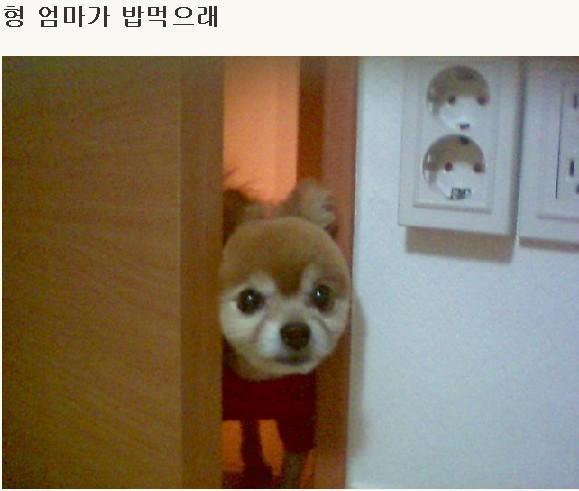 엄마밥도 이미지