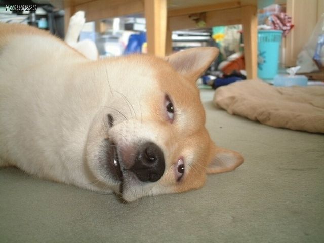 참 이미지