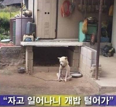 다네 이미지