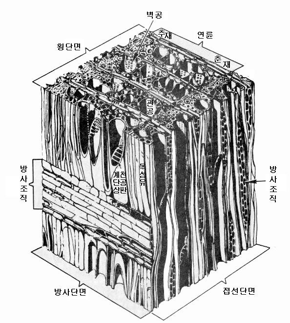본구조 이미지