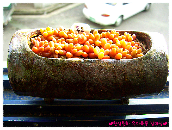 사찌 이미지