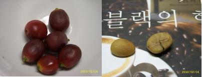 커피씨 이미지