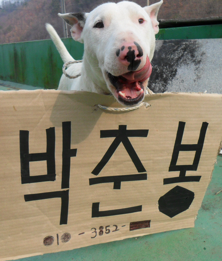 꼴통 이미지
