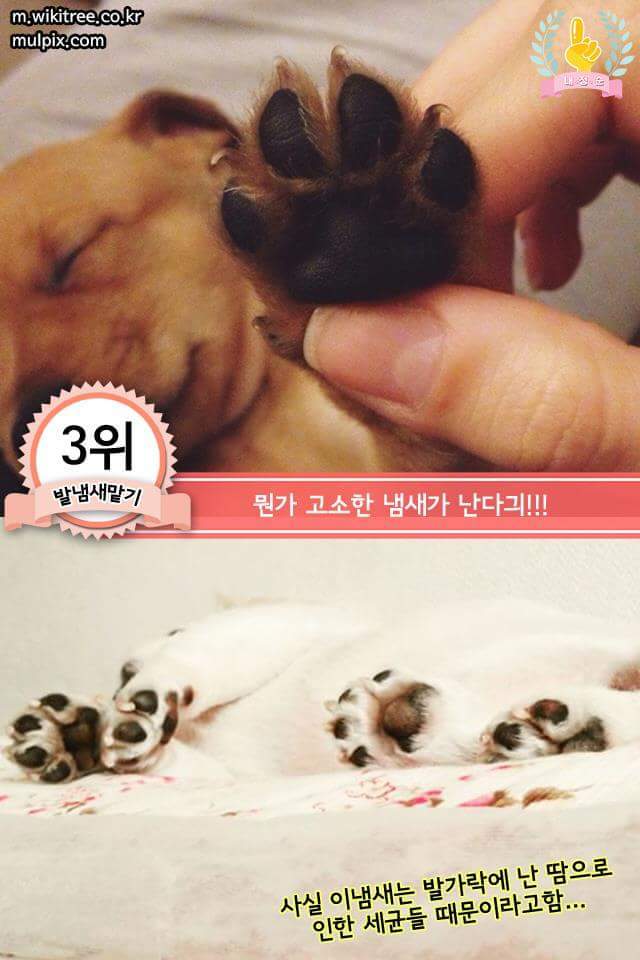 강아지에게 한번쯤 꼭 해보는 행동 | 인스티즈