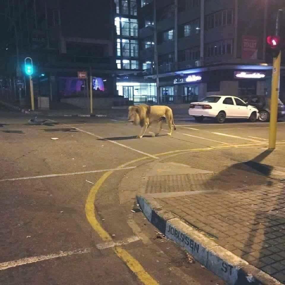 집 앞에 길고양이 때문에 미치겠습니다 | 인스티즈