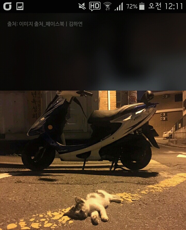 비가오나 눈이오나 길냥이 사진을 찍는 작가 | 인스티즈