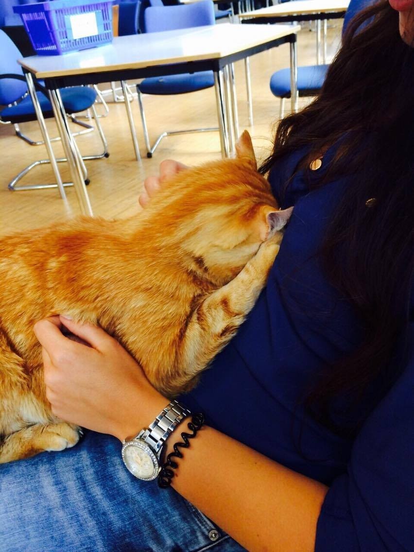 독일의 어느 캠퍼스 고양이.jpg | 인스티즈