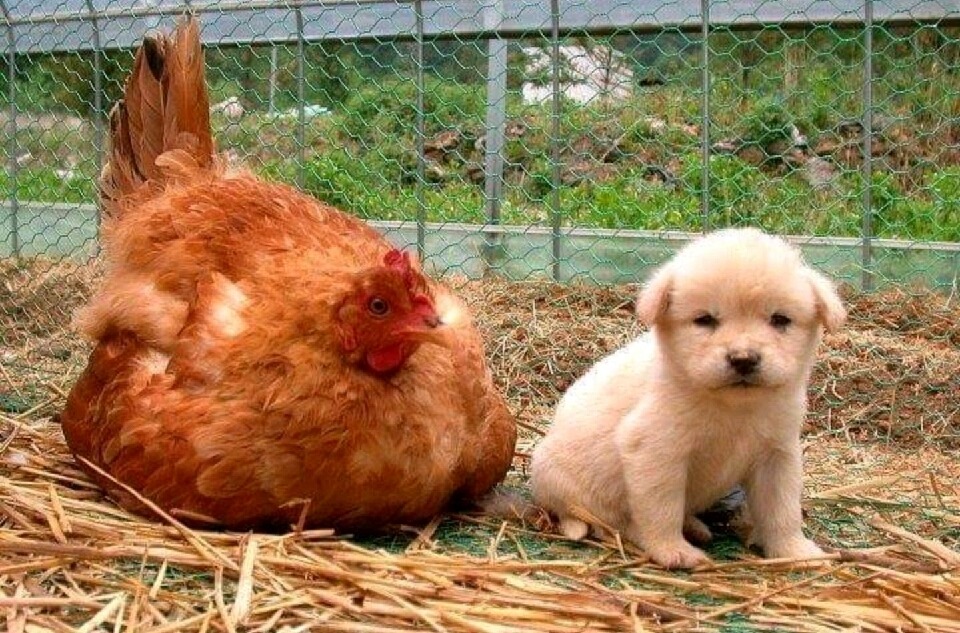 병아리 밀어내고 자리 차지한 강아지 | 인스티즈