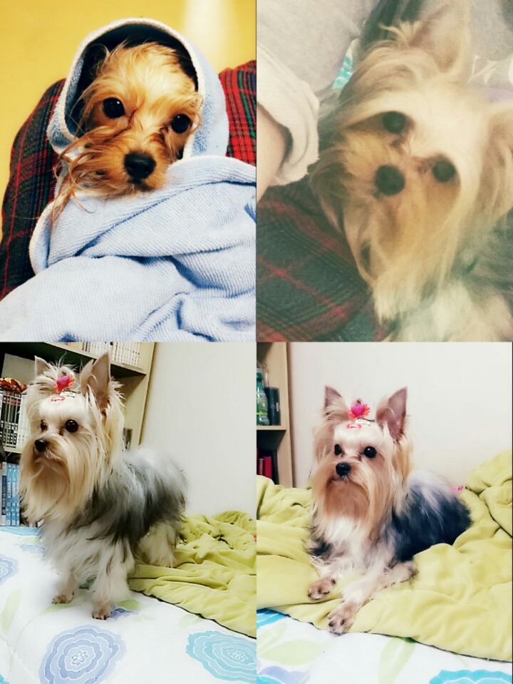 도담이 이미지