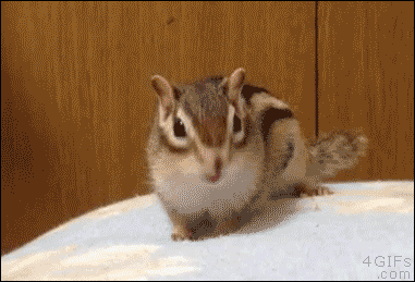 기지개 켜는 다람쥐.gif | 인스티즈