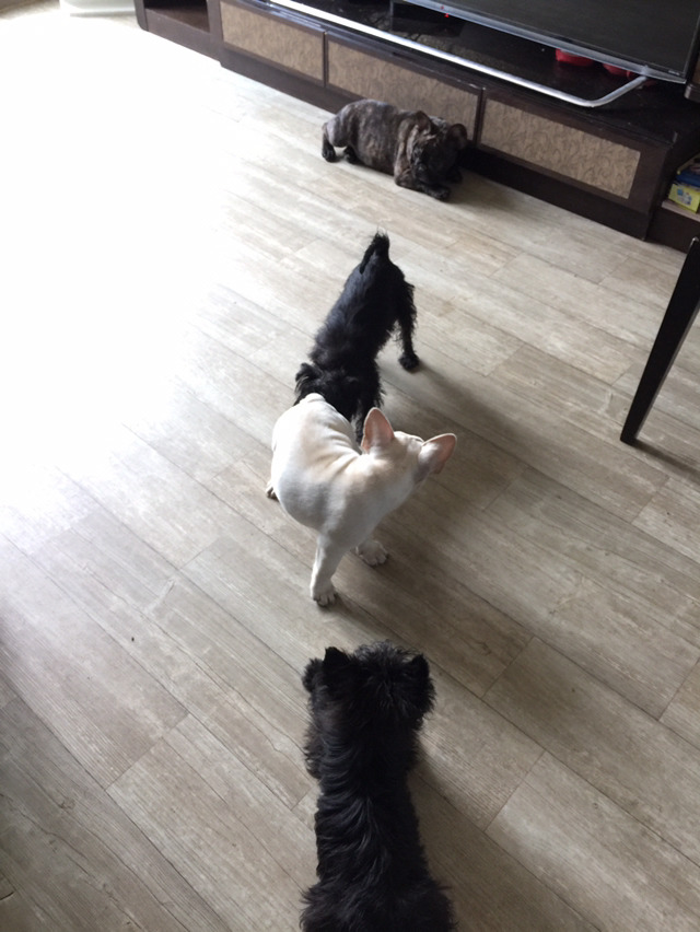 까망콩 이미지
