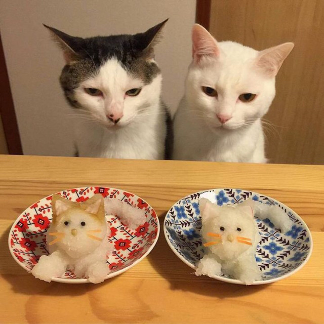 먹고싶다냥 | 인스티즈