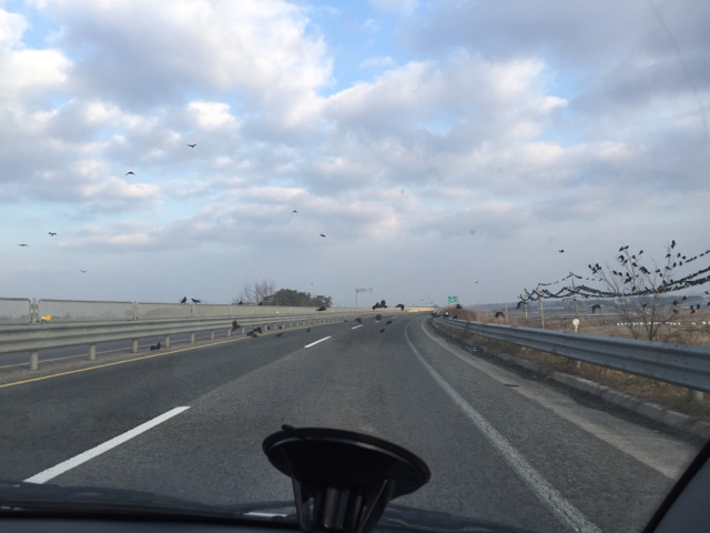 김제의 29번 국도 위의 까마귀 | 인스티즈