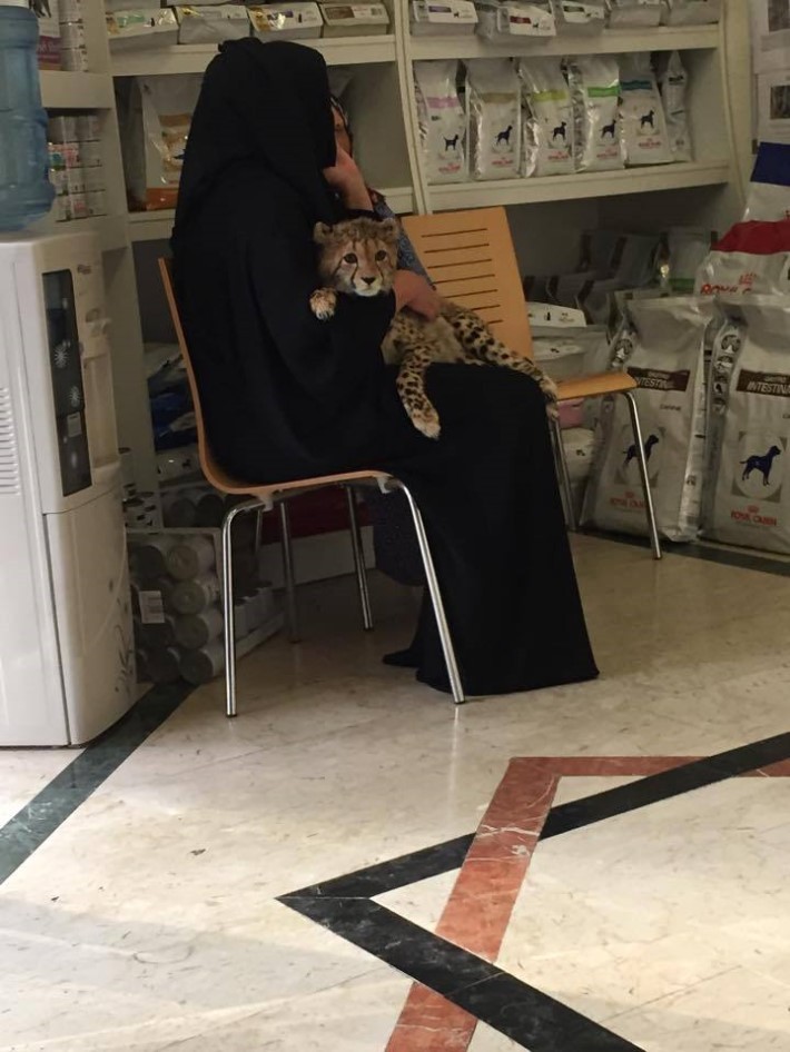 흔한 두바이 동물병원의 고양이.jpg | 인스티즈