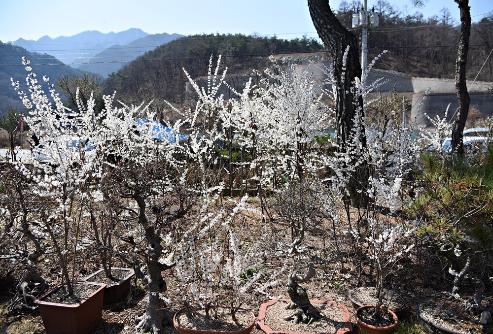 미선네집 이미지