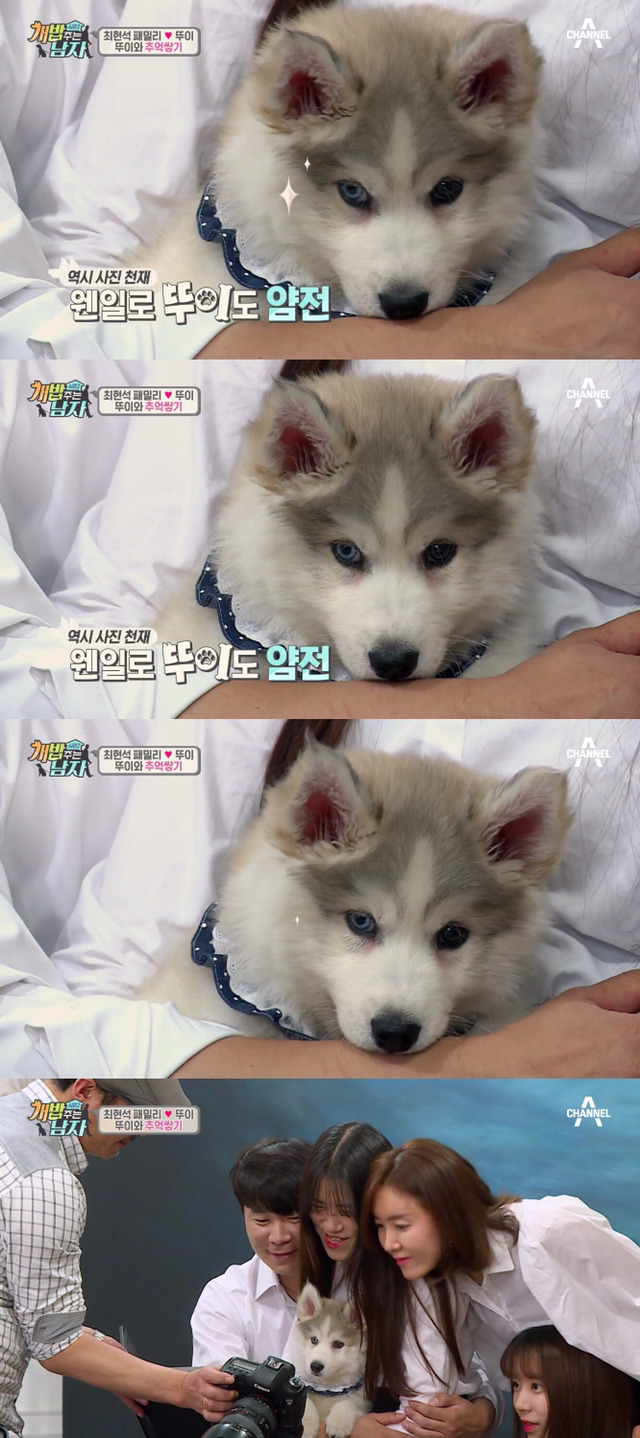 겁나 귀여운 최현석 셰프 강아지 뚜이(오드아이 시베리안 허스키).jpg | 인스티즈