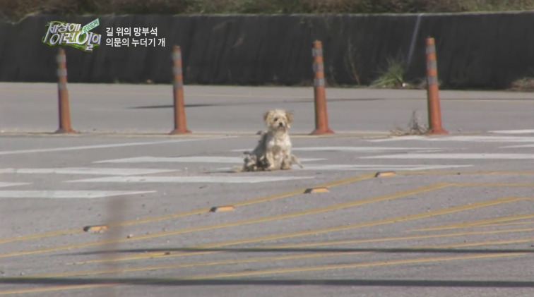 [세상에이런일이] 도로위에 망부석이 되서 주인을 기다리는 강아지.jpg | 인스티즈