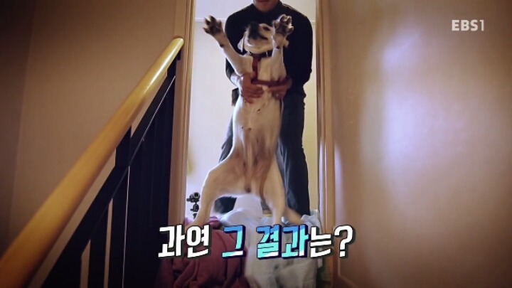 겁 많은 대형견 보리 | 인스티즈