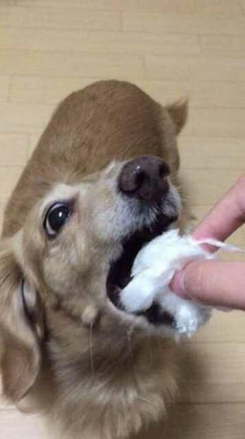 솜사탕 이미지