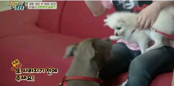 최현우 마술로 동물현혹 | 인스티즈