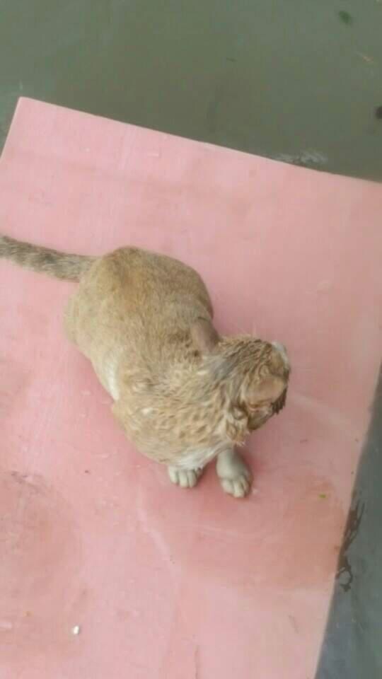 고양이 구조.jpg | 인스티즈