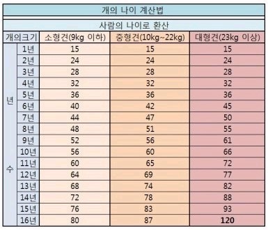 개 고양이 나이 환산 | 인스티즈