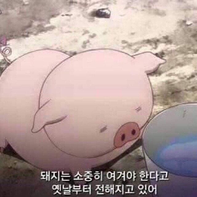 돼지야놀자 이미지