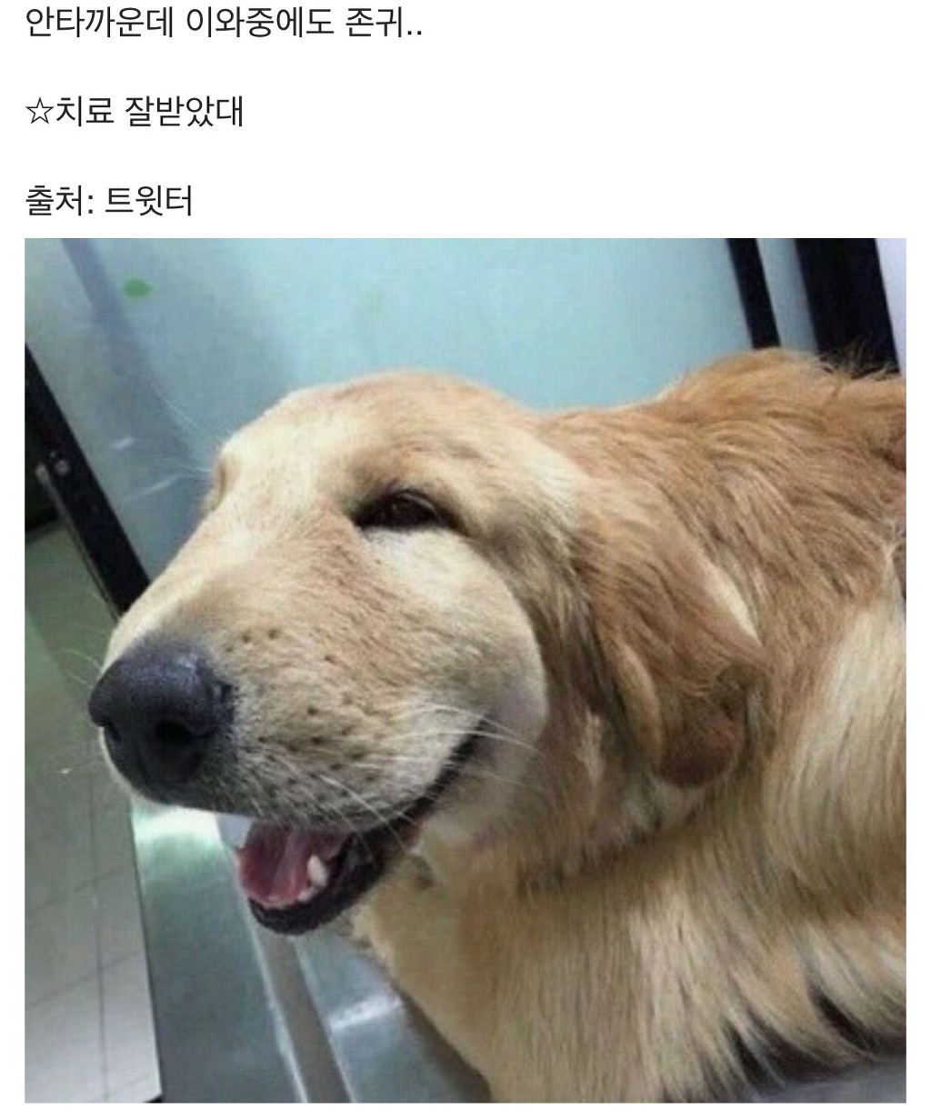 말벌 삼키고 퉁퉁 부은 강아지 | 인스티즈