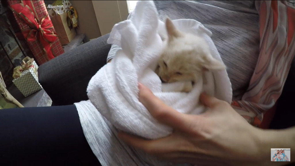 얼어서 죽어가는 아기고양이를 살린 가족 | 인스티즈